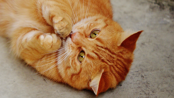 Why Do Cats in China Look Rounder Than Those in the U.S.?
