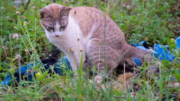 How to Tell If Your Cat Is Healthy by Checking Their Litter Box