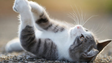 14 Surprising Reasons Your Home Smells Like Cat ( How to Fix It)
