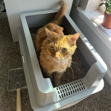 Side Entry vs Front Entry Stainless Steel Cat Boxes: Which Is Best?