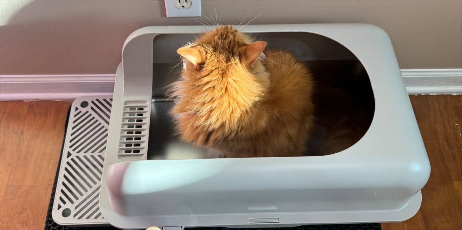 Comparing Stainless Steel and Plastic Cat Litter Boxes: Which is Bette