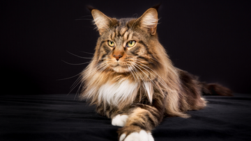 12 Best Litter Boxes for Large Cats like Maine Coons