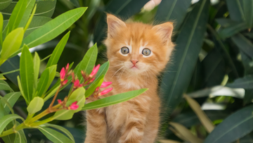 Top 5 Eco-Friendly Cat Litter Options for Cats & Earth