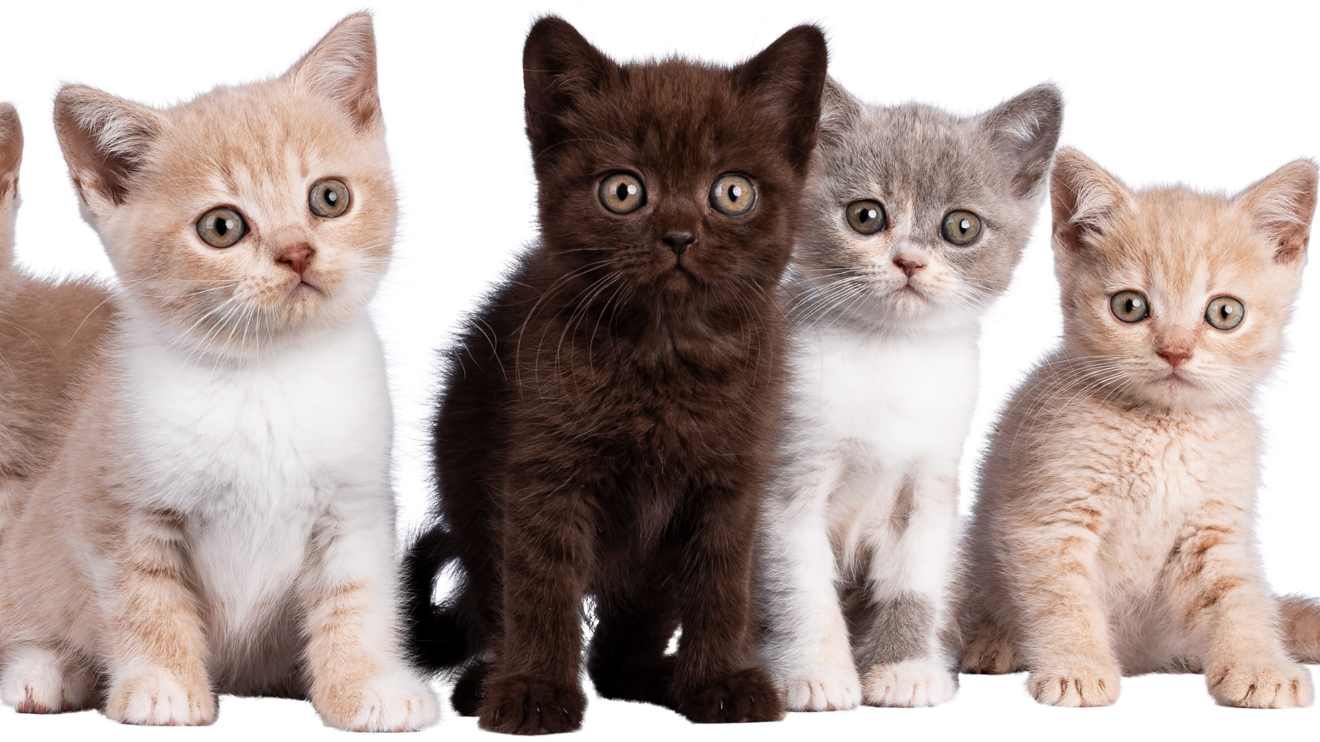 Stainless Steel Litter Boxes: Reduce Dust for Healthier Air Quality