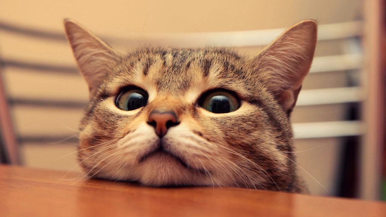 The Financial Guide to Cat Ownership in the US: A 2025 Breakdown