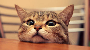 The Financial Guide to Cat Ownership in the US: A 2025 Breakdown