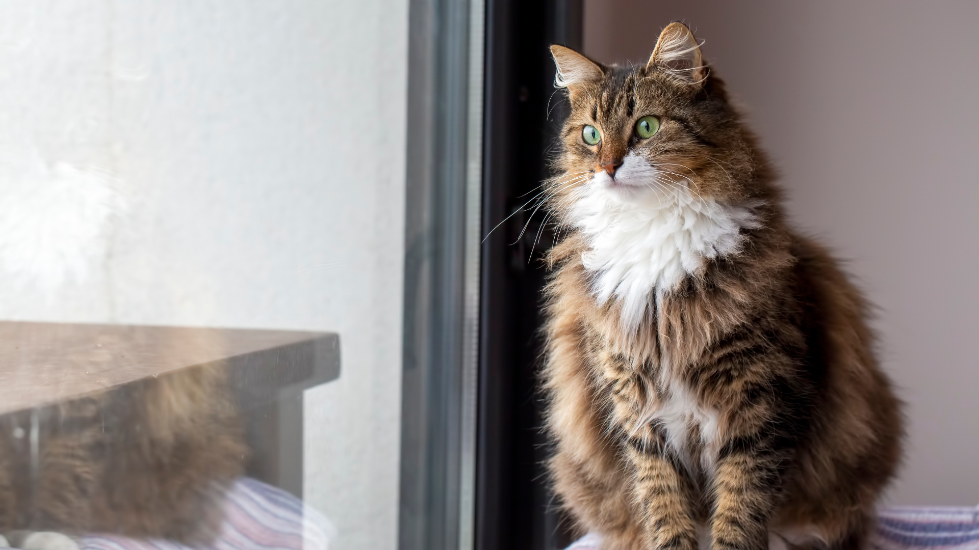 Best Anti-Matting Litter Box for Long-Haired Cats: Top Picks