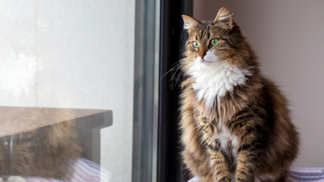 Best Anti-Matting Litter Box for Long-Haired Cats: Top Picks