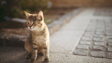 Why Stainless Steel Litter Boxes Beat Plastic for Long-Term Cat Care
