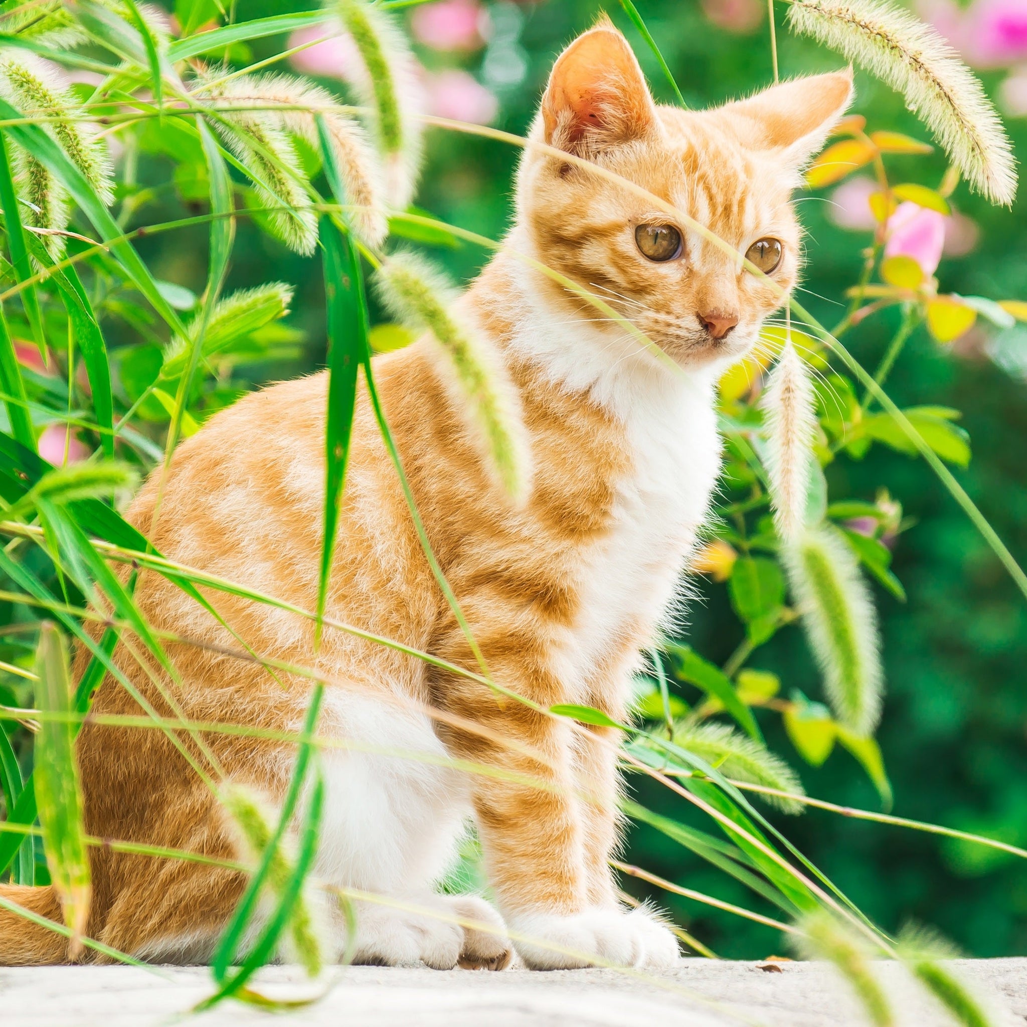 How to Introduce a New Cat to Your Home in 8 Simple Steps