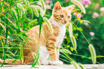 How to Introduce a New Cat to Your Home in 8 Simple Steps