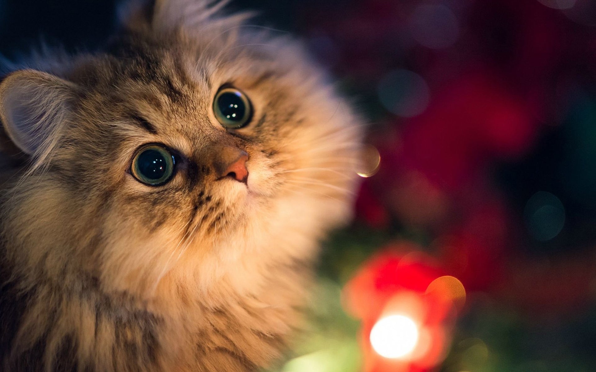 How to Groom Your Cat at Home Like a Pro