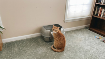 Furrbby stainless steel cat litter box in a home corner, with an orange cat sitting next to it. Durable metal litter tray.