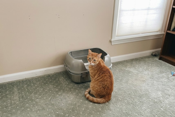 Training Kittens to Use High-Sided Boxes: The 