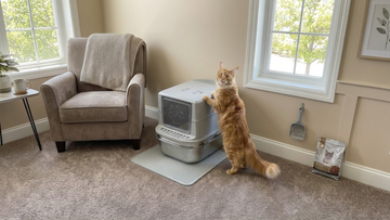 Furrbby stainless steel cat litter box in a home corner, with an orange cat exploring it. Durable metal litter tray.