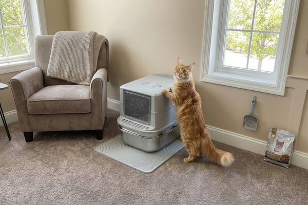 Too Big for the Bot: Why Maine Coons Hate Enclosed Robots