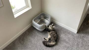 Furrbby stainless steel cat litter box in a home corner, with a tabby cat playing nearby. Durable metal litter tray.