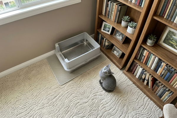 Bringing Home a Rescue: Why a Metal Box is Crucial for New Cats