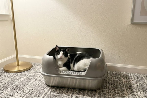 From 5-Cat Households: Why We Switched to Metal and Never Looked Back