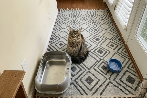 Stainless Steel vs Self-Cleaning Litter Boxes: A Smarter Investment