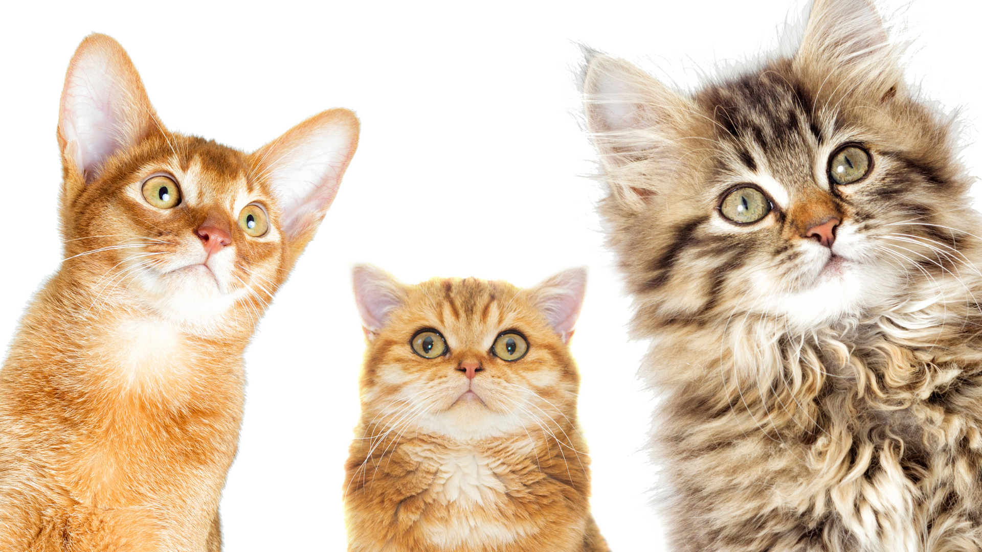 The Ultimate Guide to XL Stainless Steel Litter Boxes for Multi-Cat Households