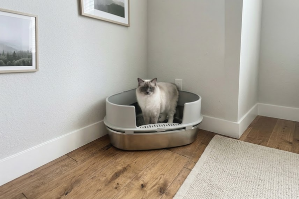The Ultimate 2026 Buying Guide: Why Furrbby XL Wins for Big Cats