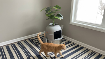 Furrbby Hidden Plant Stainless Steel Sifting Litter Box, orange cat walking past the disguised planter design in a home corner