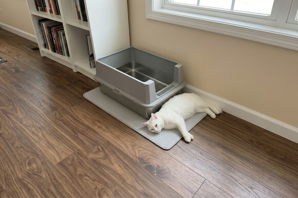 Do Cats Hate Metal? Debunking Myths About Coldness and Noise