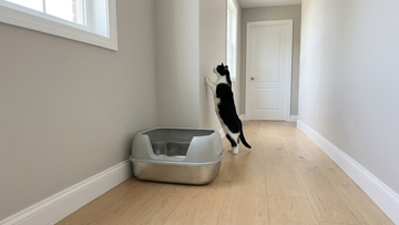 Furrbby XL Stainless Steel Sifting Litter Box for clumping litter, high-sided design in a home hallway with a playful tuxedo cat
