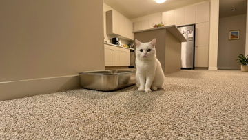 Furrbby Basic XL Sifting Litter Box with stainless steel base, simple open design next to a cat in a carpeted apartment