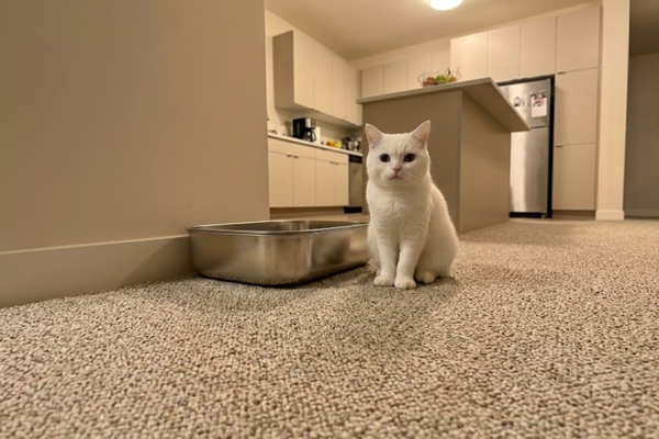Feline Pine vs. Tractor Supply Horse Bedding: Is It Safe for Your Cat?