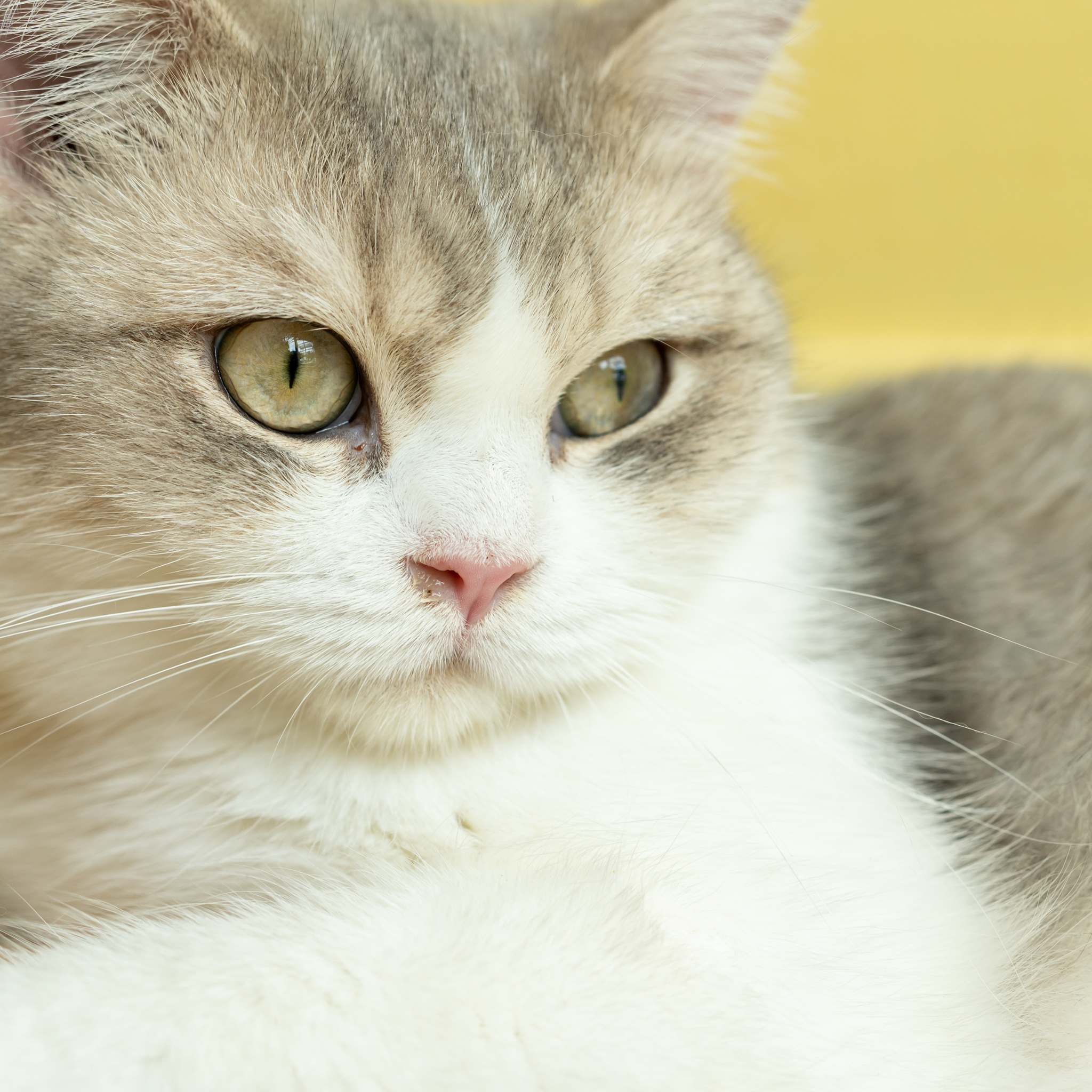 Top 5 Eco-Friendly Cat Litter Choices for a Clean Home