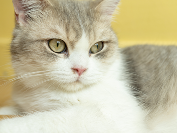 Top 5 Eco-Friendly Cat Litter Choices for a Clean Home