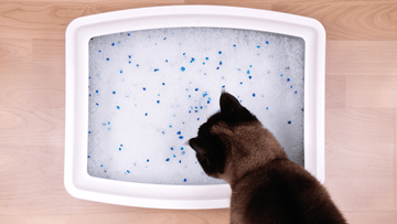 Care for Stainless Steel Litter Boxes Avoid Stains and Smudges