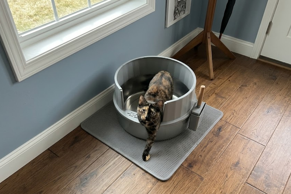 Memorial Day Sale: Why Now Is The Best Time To Upgrade Your Cat’s Litter Setup