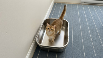 Furrbby Spacious Stainless Steel Litter Box, Easy Access Design with Cat Inside