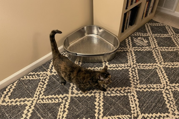 Ramp vs. Built-in Stair: Why the Furrbby 