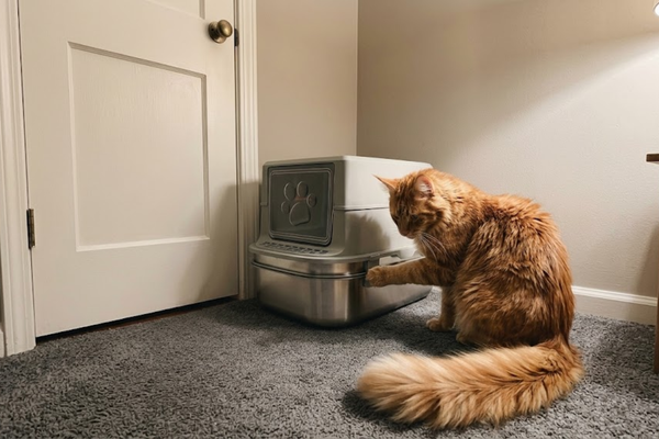 Sifting vs. Traditional Scooping: Why You Should Ditch the [Poop Shovel]