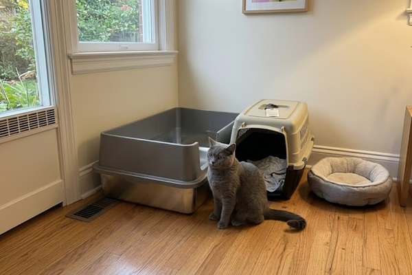 Soft Mats for Tender Paws: Completing the Senior Setup