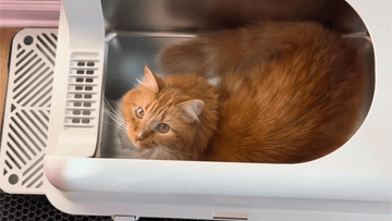 Easy-to-Use Litter Systems: A Beginner's Guide for New Cat Owner