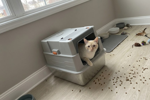 Stainless Steel vs. Litter Robot 4: Why 