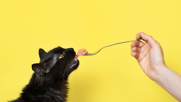Is Feeding Raw Meat Better for Cats? Can It Change Their Personality?