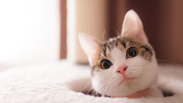 How to Budget for Cat Supplies: Where to Splurge &amp; Save