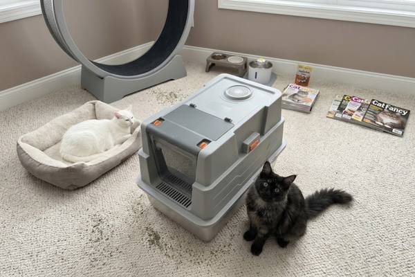 Easy-to-Use Litter Systems: A Beginner's Guide for New Cat Owner