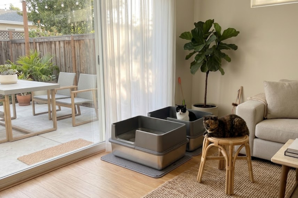 Comfort-First Pet Homes: Cozy Living Spaces for Happy Cats