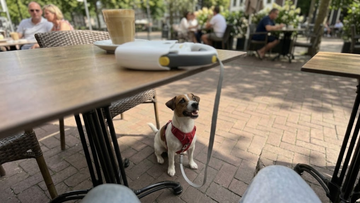 Furrbby portable dog leash, secure table‑attachable pet leash for outdoor trips, convenient for pet owners on the go