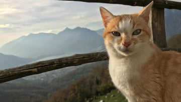 Why the Furrbby XXL is The Last Litter Box You'll Ever Buy