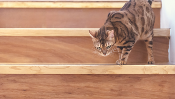 Best Stainless Steel Litter Boxes for Elderly Cat Owners