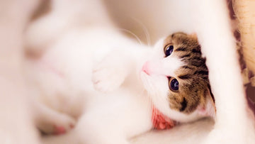 How a Furrbby Litter Box Pays For Itself in 12 Months