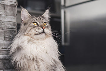 How to Choose the Healthiest Cat Food at Petco or Chewy
